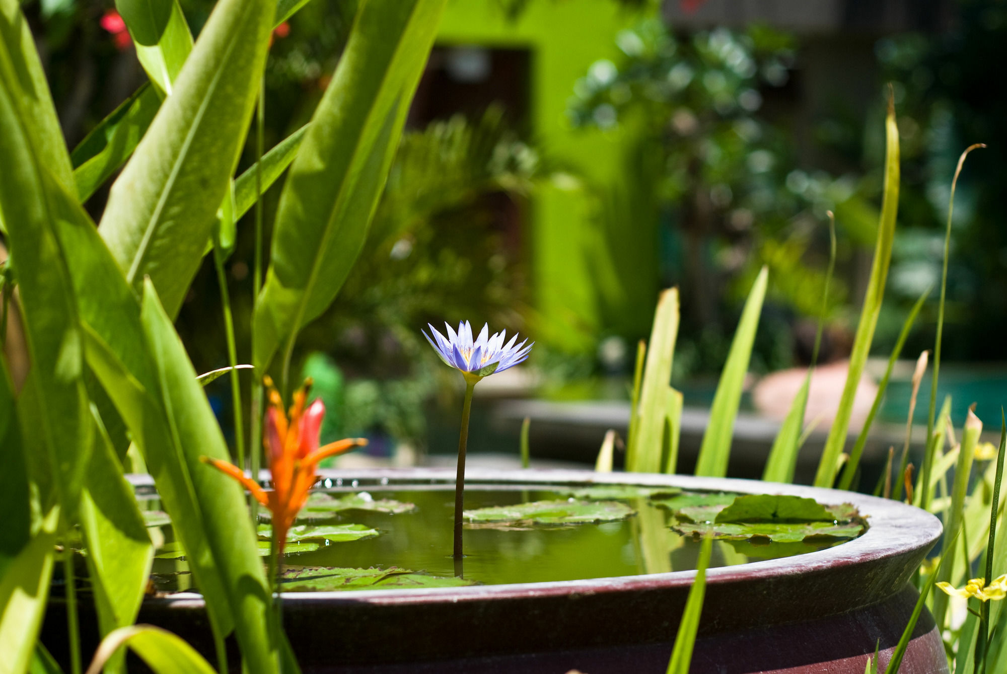 Cicada Luxury Townhouses Seminyak  Bagian luar foto